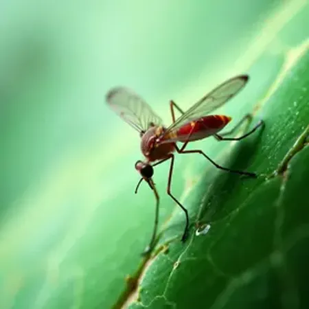 Dengue no Brasil: dados e vigilância: cenário, dados e monitoramento