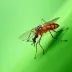 Sintomas de dengue e quando procurar atendimento: sinais de alerta e prevenção